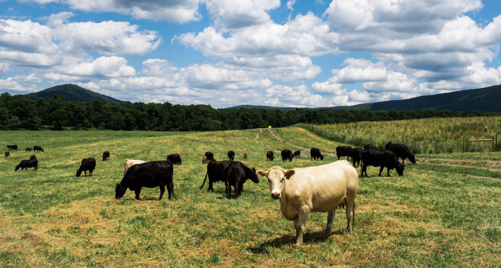 Cows in a field! 