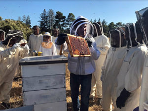 Sap Takes Guests On A Sweet Hive-to-honey Journey