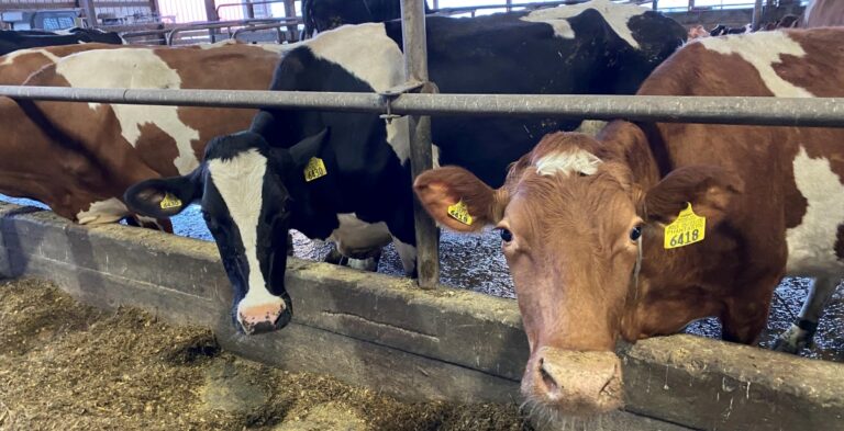 Keeping Hudson Valley Dairy Farmers Milking