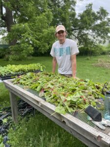 A young man stands in front of a table of recently harvested Swiss chard. 