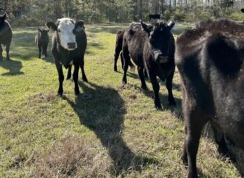 Farm to Fork Profile: Hunter Cattle and Savannah College of Art & Design