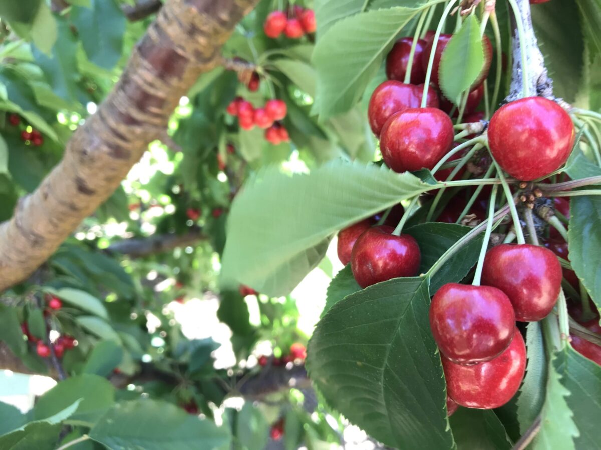 Cherries on the tree