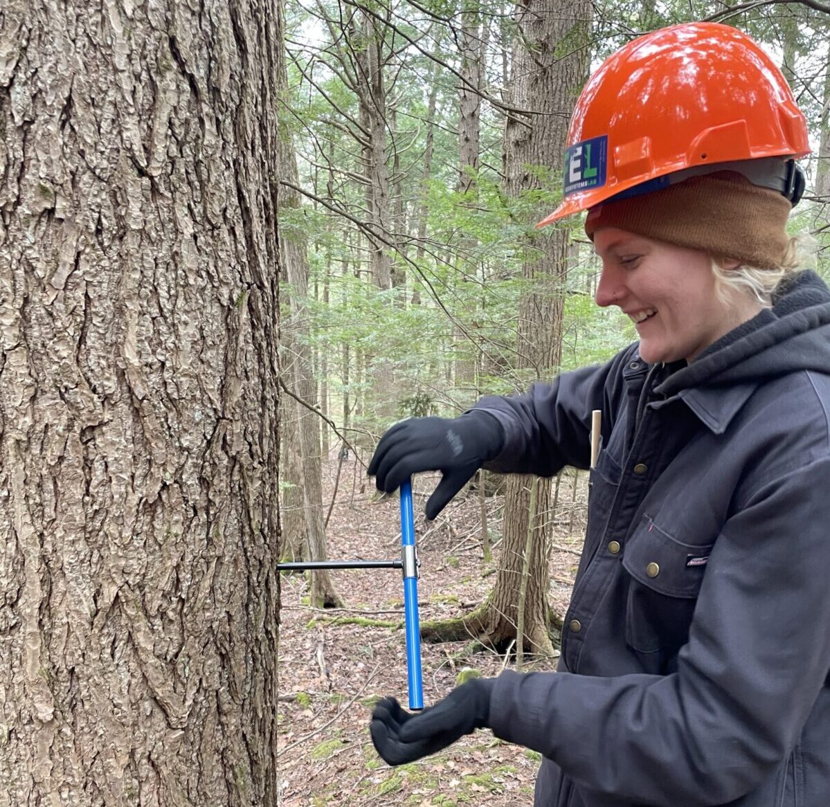 A young woman in a safety hardhat cores a pine treee in a forest. 