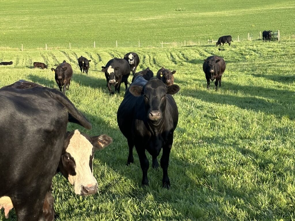 Cows in a field! 