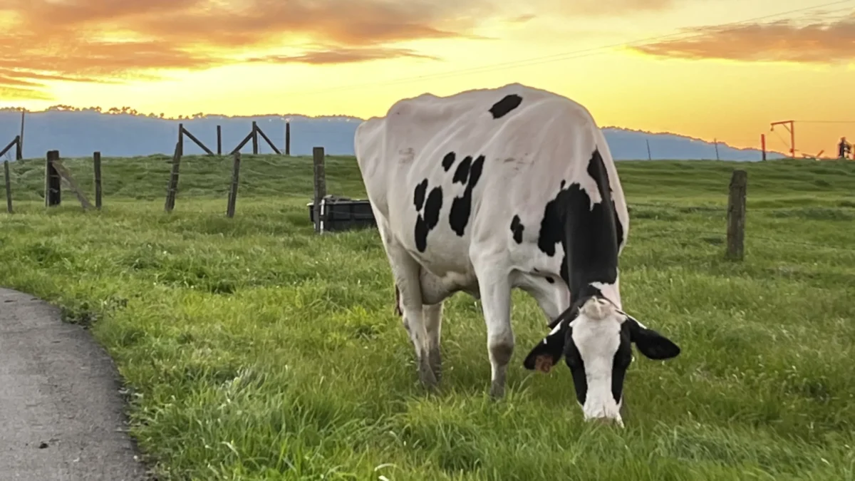 A cow grazing in a field at sunset.